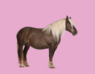 Obraz premium Horse standing in profile on pink studio background