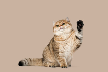 British Shorthair cat raising paw doing high five gesture