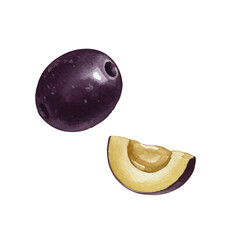 Watercolor-style olive illustration