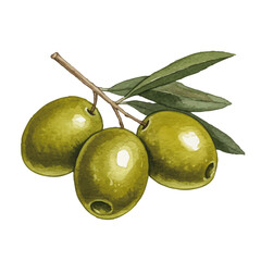 Watercolor-style olive illustration