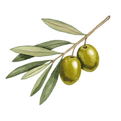 Watercolor-style olive illustration