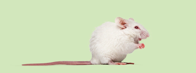 Albino laboratory mouse standing on green background