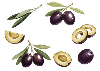 Watercolor-style olive illustration