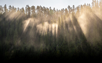 Shafts Of Light Through Trees Break Into Thick Fog Over The River In Yellowstone