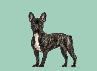 Brindle French bulldog standing against mint background