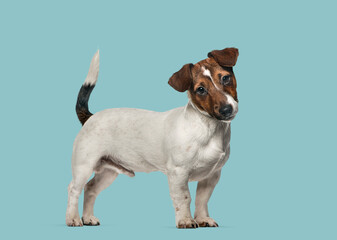 Jack Russell Terrier puppy tilting head curiously on blue background