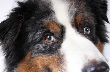 Dog eye with heterochromia. Close up. Australian shepherd with split eye or marbled eye. Red blue iris. 10 years old, male, aussie shepherd with blue merle with copper and white trim. Selective focus.