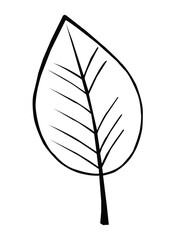 vector illustration of a leaf