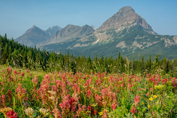 Thick Field Of Paintbrush Bloom Near The Belly River Cabin
