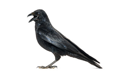 Obraz premium Side view of a Carrion crow calling beak open, corvus corone, isolated on white