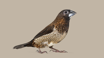Society finch, Lonchura striata domestica, bird looking right on plain background