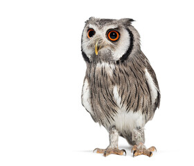 Northern white-faced owl, Ptilopsis leucotis, standing and looking away
