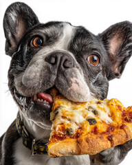 French bulldog eating pizza isolated on white background. Close up.