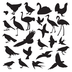 Naklejka premium Different Types of Bird Illustrations