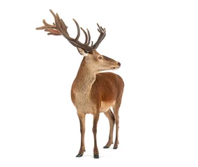 Fotobehang Muziek Red deer stag standing and looking back over shoulder on white background  © Eric Isselée