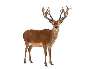 Red deer stag standing on white background