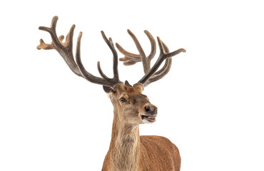 Red deer stag showing its teeth, isolated on a white background