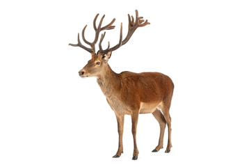 Red deer stag standing on white background showing antlers