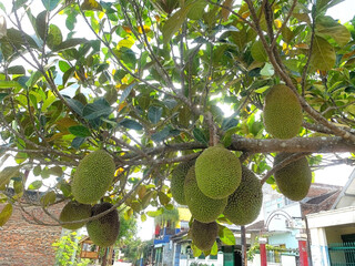 Jackfruit Tree Bearing Large Fruits in Tropical Garden