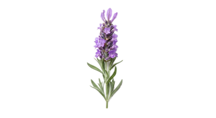 Isolated lavender flower stem with purple petals and gray green leaves on a black background studio shot
