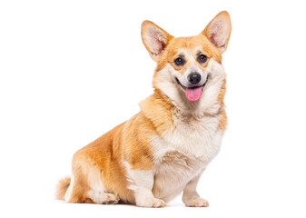 Studio shot of a welsh corgi pembroke sitting on a white background, sticking its tongue out and panting