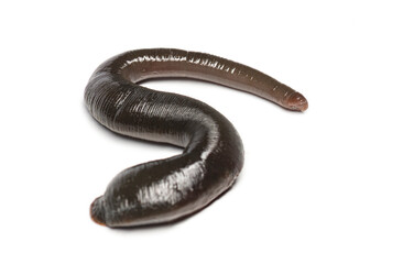 Leech, Trocheta specie, crawling, isolated on white