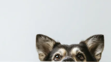 Wandcirkels Dierenarts Curious Dog Peeking Over White Background With Ears Up, Adorable Studio Portrait  © Yulia