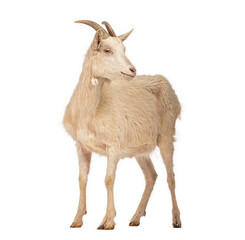 Goat standing and looking back on white background