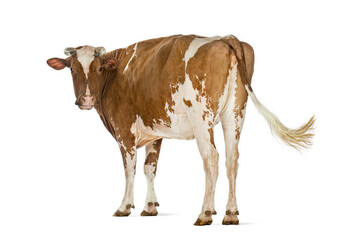 Brown and white cow standing on white background