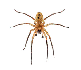 Ventral side of a Male Nosferatu spider, zoropsis spinimana, showing its fangs, isolated on white background