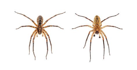 Male Nosferatu spider, zoropsis spinimana, Dorsal and ventral view, isolated on white