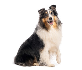 Tricolor sheltie dog sitting and panting, isolated on white background