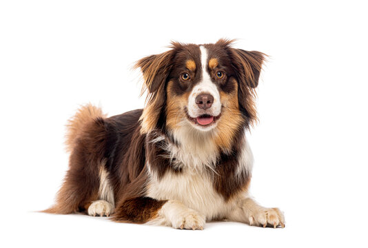 Australian shepherd dog lying down and panting on white background