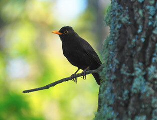 The common blackbird male bird on a branch in a forest, Turdus merula