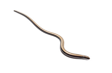 Young common slow worm anguis fragilis crawling on white background