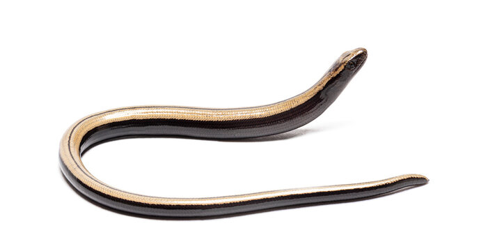 Young common slow worm anguis fragilis raising head on white background