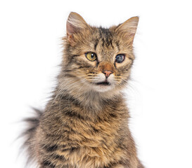 Fototapeta premium blind in one eye kitten posing on white background, adorable pet with unique eyes