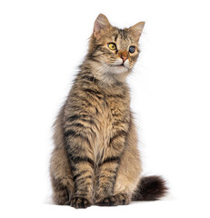 Obraz premium blind in one eye cat sitting and looking away