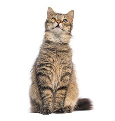 blind in one eye Crossbreed cat sitting and looking up