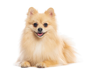 Obraz premium Pomeranian dog lying down and panting on white background