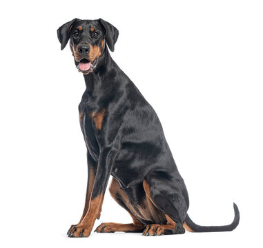 Doberman pinscher sitting and looking forward on white background