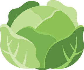 Obraz premium Fresh green cabbage head healthy food icon