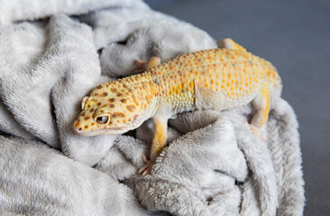 A house gecko shedding its skin during a molt.