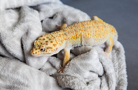 A house gecko shedding its skin during a molt.