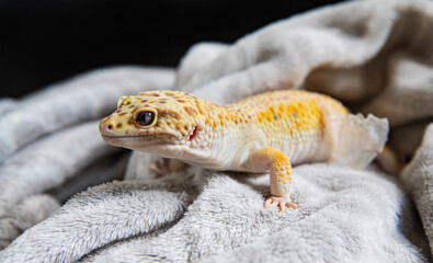 Cute leopard gecko resting on soft blanket