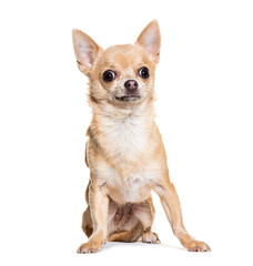 Curious chihuahua sitting and looking attentively on white background