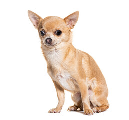 Cute chihuahua dog sitting and looking away on white background