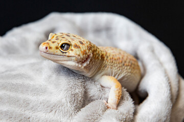 Cute reptile calmly posing on cozy textile. Portrait of eublefar