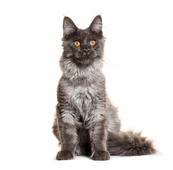 Majestic maine coon cat sitting and posing on white background