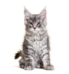 Cute maine coon kitten sitting and staring on white background